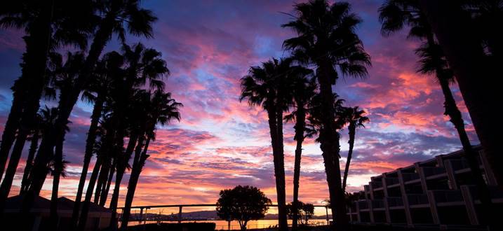 A palm tree in front of a sunset

Description automatically generated
